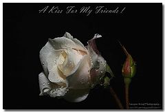 фото "A Kiss For My Friends !"