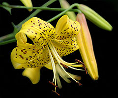 photo "21151b Iris flower"