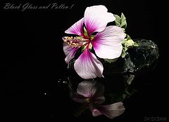 фото "Black Glass and Pollen !"
