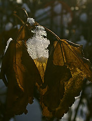 photo "***"