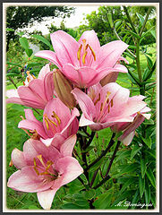 photo "In Garden"
