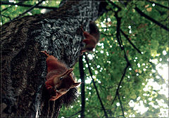 photo "squirrels"