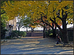 фото "Morning in Autumn"