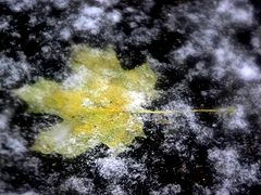 фото "Первый снег"