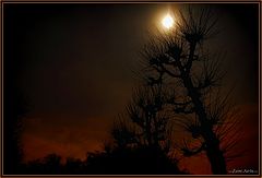 фото "moon over trees"