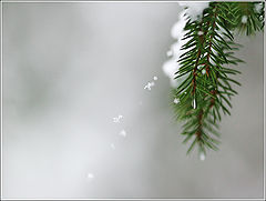 photo "Snow-flakes"
