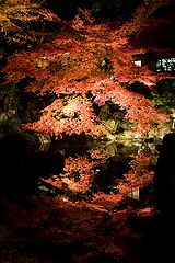 фото "Night Autumn"