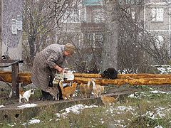 фото "по прозвищу мать тереза"