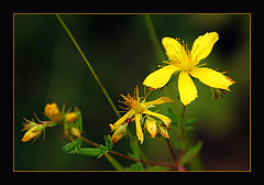 фото "Natural Ikebana"