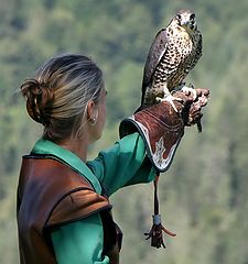 photo "22572b Falcon show4"