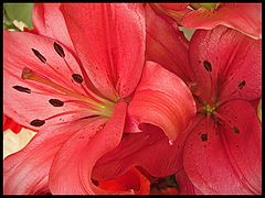 photo "Flowers 2"