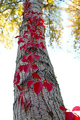 фото "осенняя лоза"