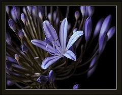 фото "burst"