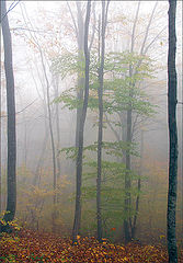 photo "***"