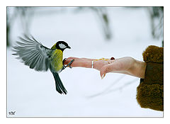 photo "Soft landing"