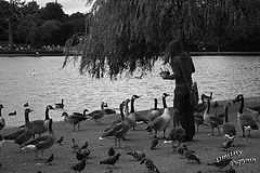 photo "***"