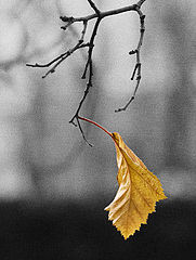 фото "leaf"