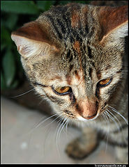 photo "Cat"