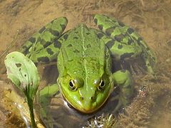 photo "Frosch"