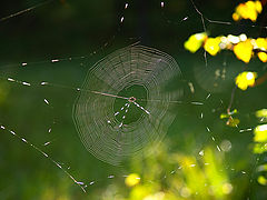 photo "Threads of a Distant Autumn"