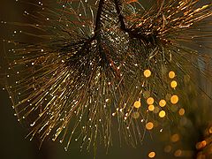 photo "A Christmas motif"