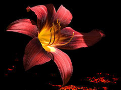 photo "25729 Hemerocallis flower"