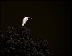 photo "***"