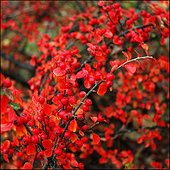 photo "simply red"