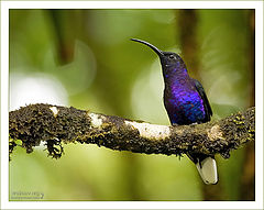 photo "Violet Sabrewing"