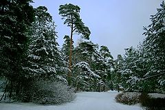 фото "Снежная зима"