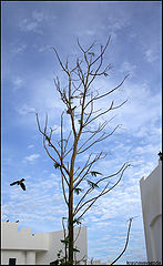 photo "....loneliness"
