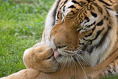 photo "How sweet"