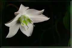 photo "***"