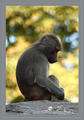 photo "***"