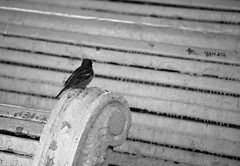 photo "***"