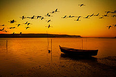 photo "Golden Flamingo"