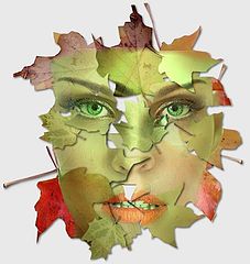 photo "Leaves"