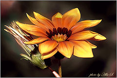 photo "***"