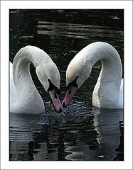 фото "love is everywhere"