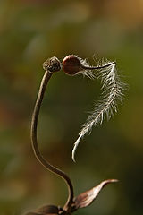 photo "***"