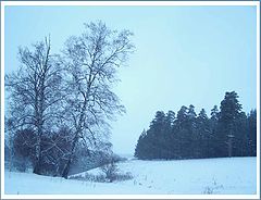 photo "***"