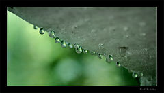 photo "dripping mushrooms"