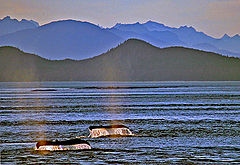 photo "Whale Tails"