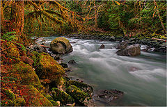 photo "Rainforest river"