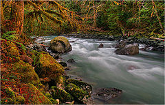 фото "Rainforest river"