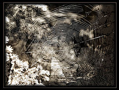 photo "***"
