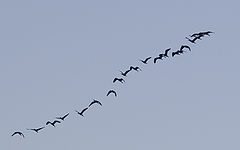 фото "Nature Squadron"