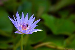 фото "lotos"