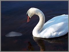 photo "***"