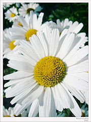 photo "***"